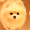 ポメラニアン　犬　モフモフ