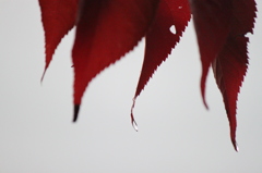 紅葉に滴る雨露の雫