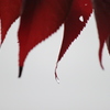 紅葉に滴る雨露の雫