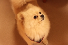 ポメ　犬
