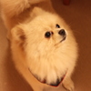 ポメ　犬