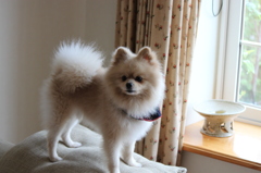 ポメラニアン　犬