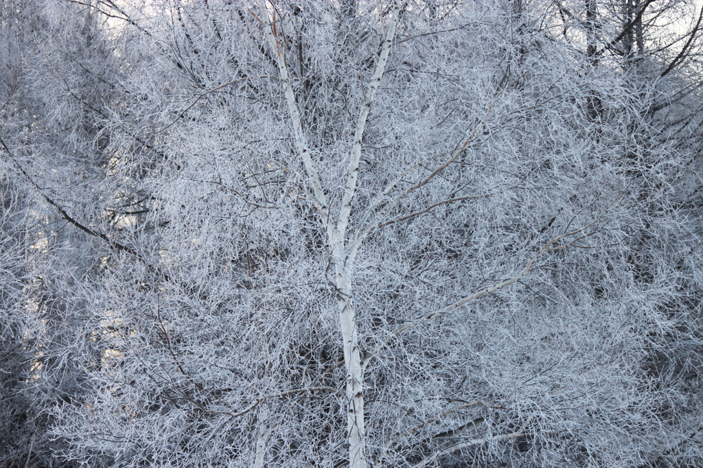 WHITE　SNOW