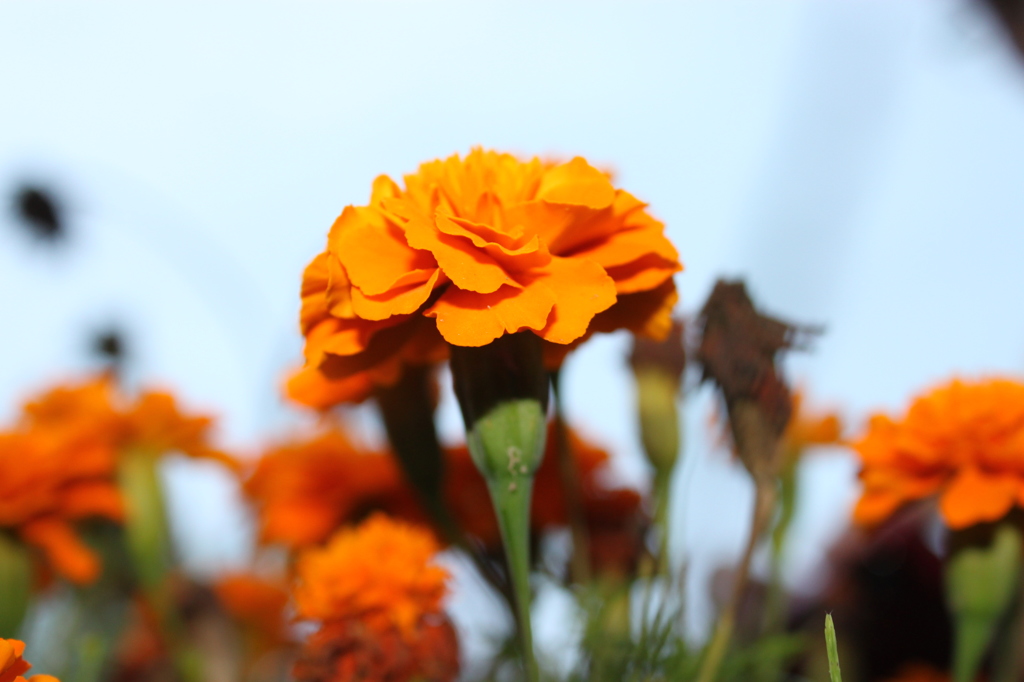花～