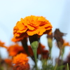 花～