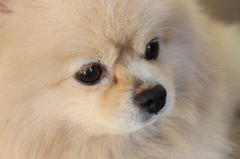 ポメラニアン　犬　モフモフ