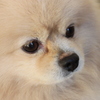 ポメラニアン　犬　モフモフ