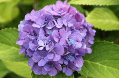紫陽花