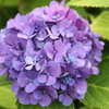 紫陽花
