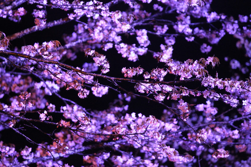 夜桜