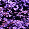 夜桜