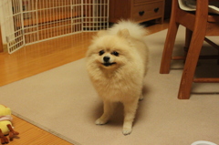 犬　ポメラニアン