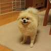 犬　ポメラニアン