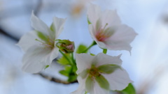 季節はずれの桜