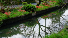 水面に写る花