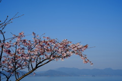 空と海と山と満開でない桜