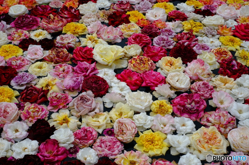 水面に浮かぶ薔薇