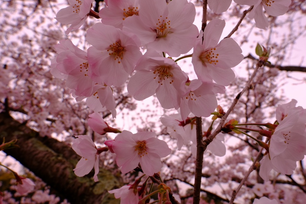 立岡公園