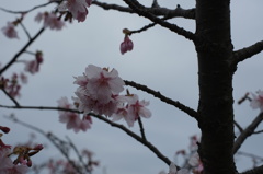 御立岬公園2016.2.22