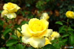 薔薇