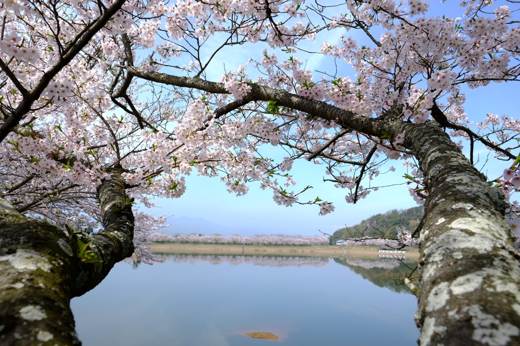 お花見日和