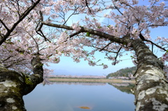 お花見日和
