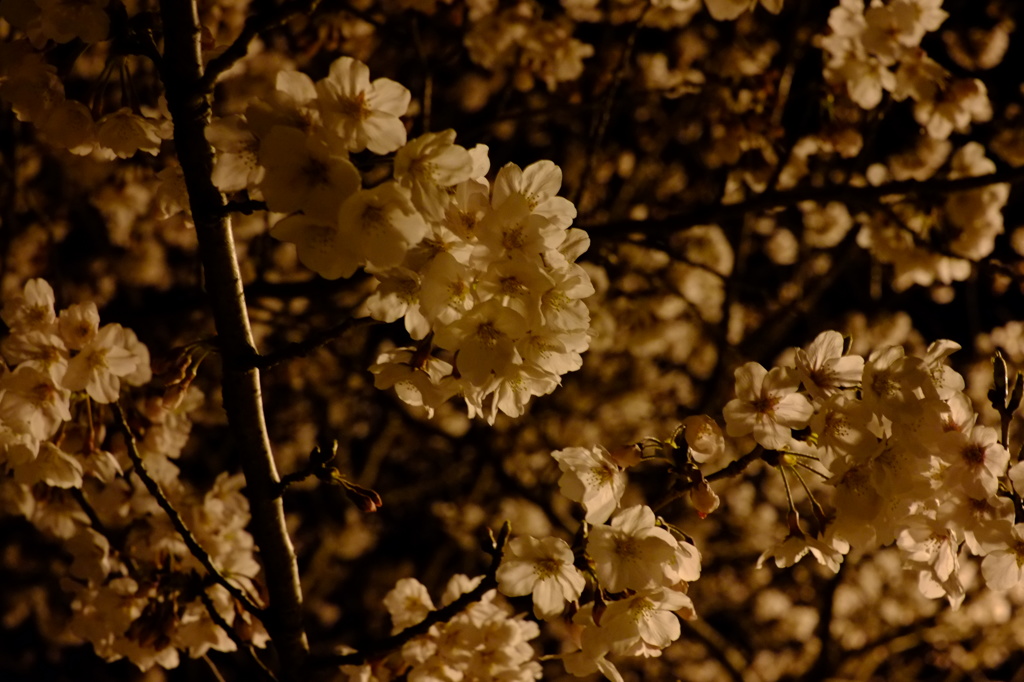 八代の夜桜