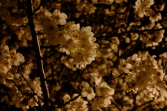 八代の夜桜