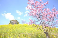 菜の花と桜と青空