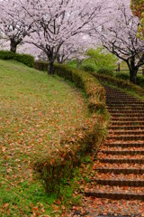 雨の桜模様