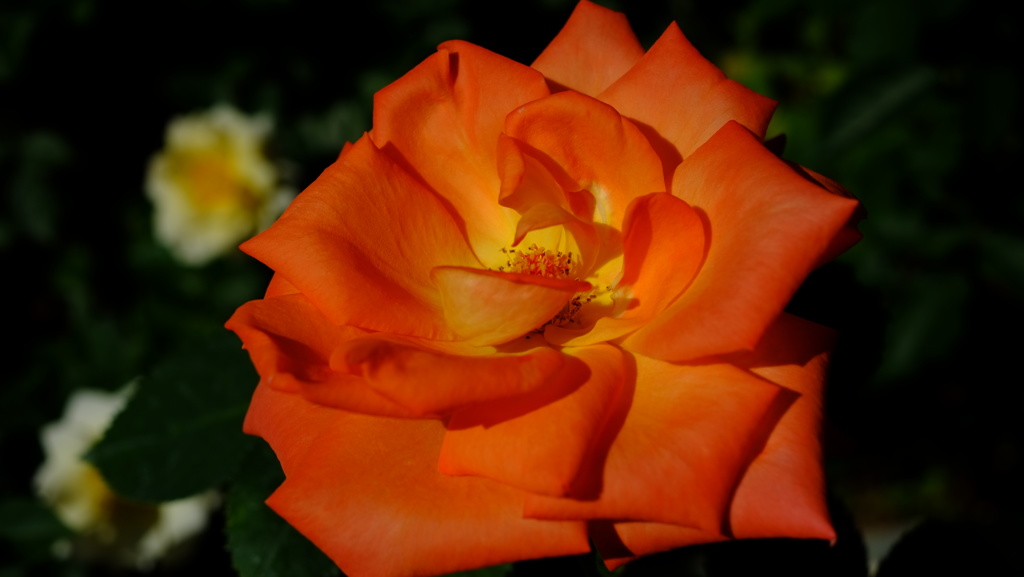 阿蘇の薔薇