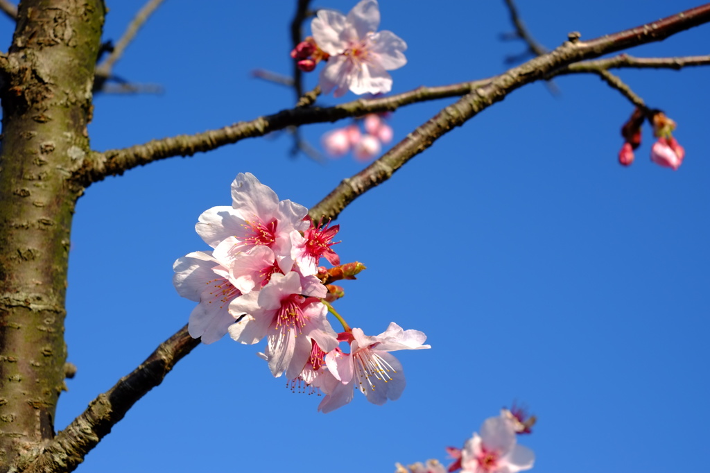 御立岬の桜2016