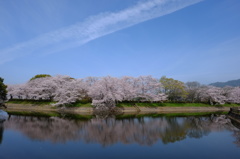 桜と池と空