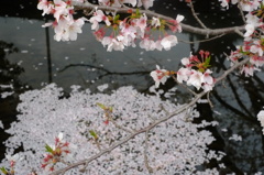 散りゆく桜