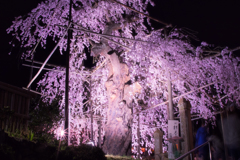 夜を照らす桜花