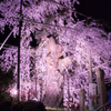 夜を照らす桜花
