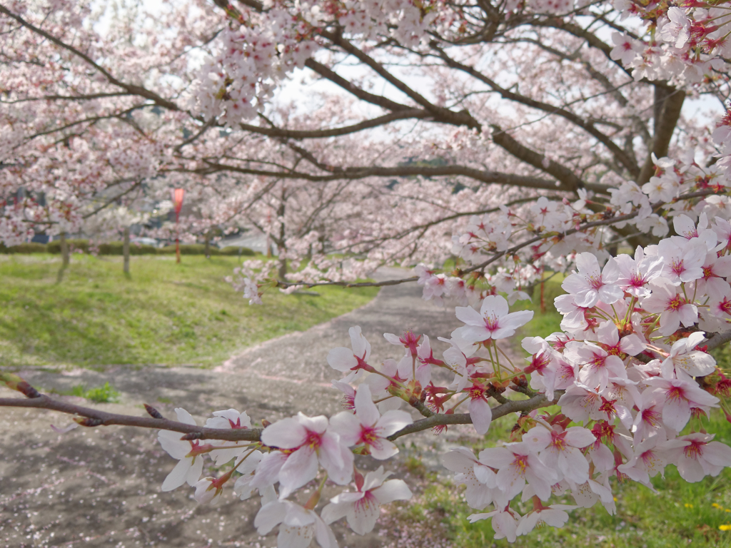 桜街道