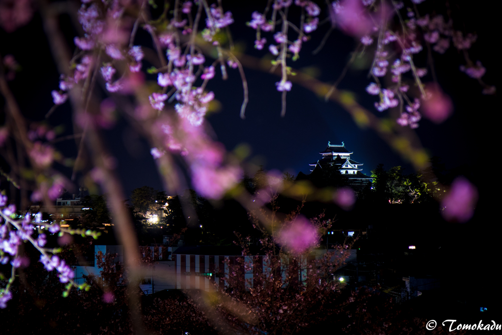 花の先に見えるものは