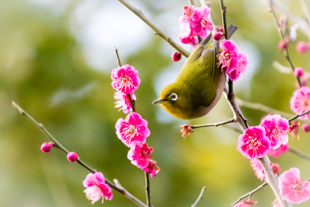 春の匂いに誘われて