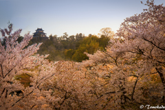 Cherry blossoms at sunset