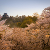 Cherry blossoms at sunset