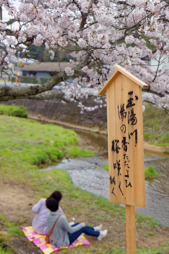 花見日和