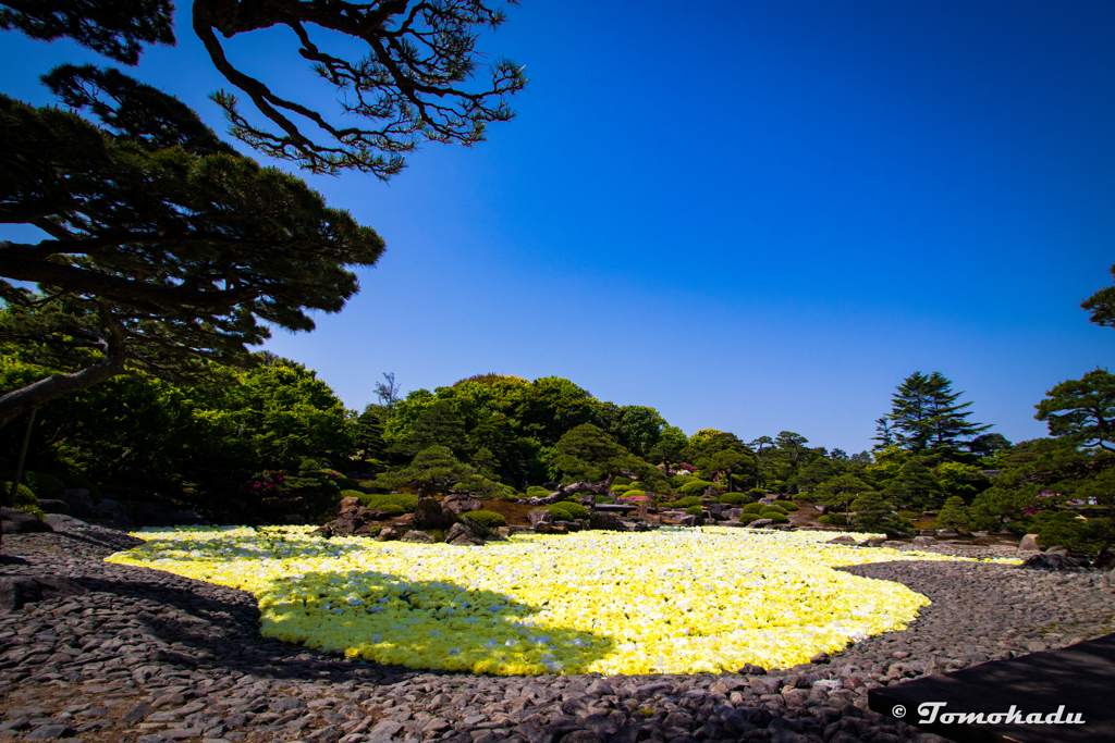 Yellow Garden Festival