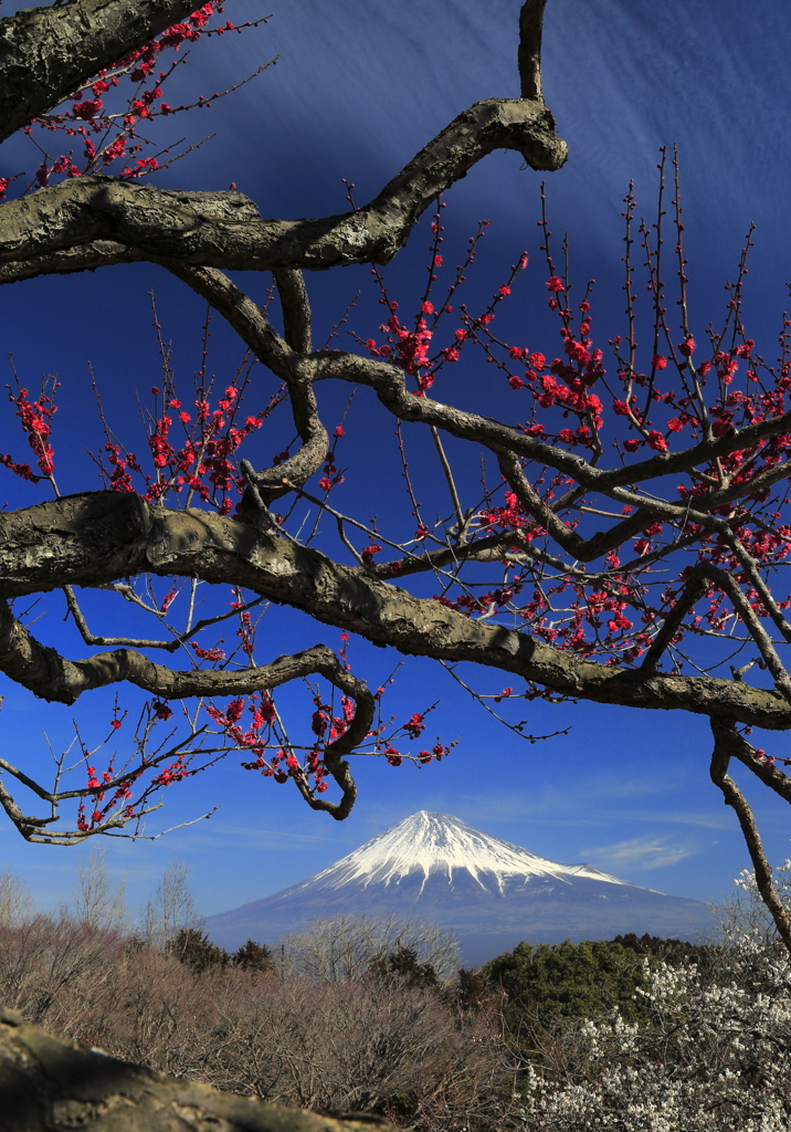 紅梅