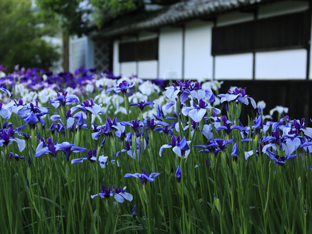 加茂荘菖蒲園