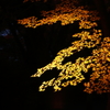 黄金紅葉