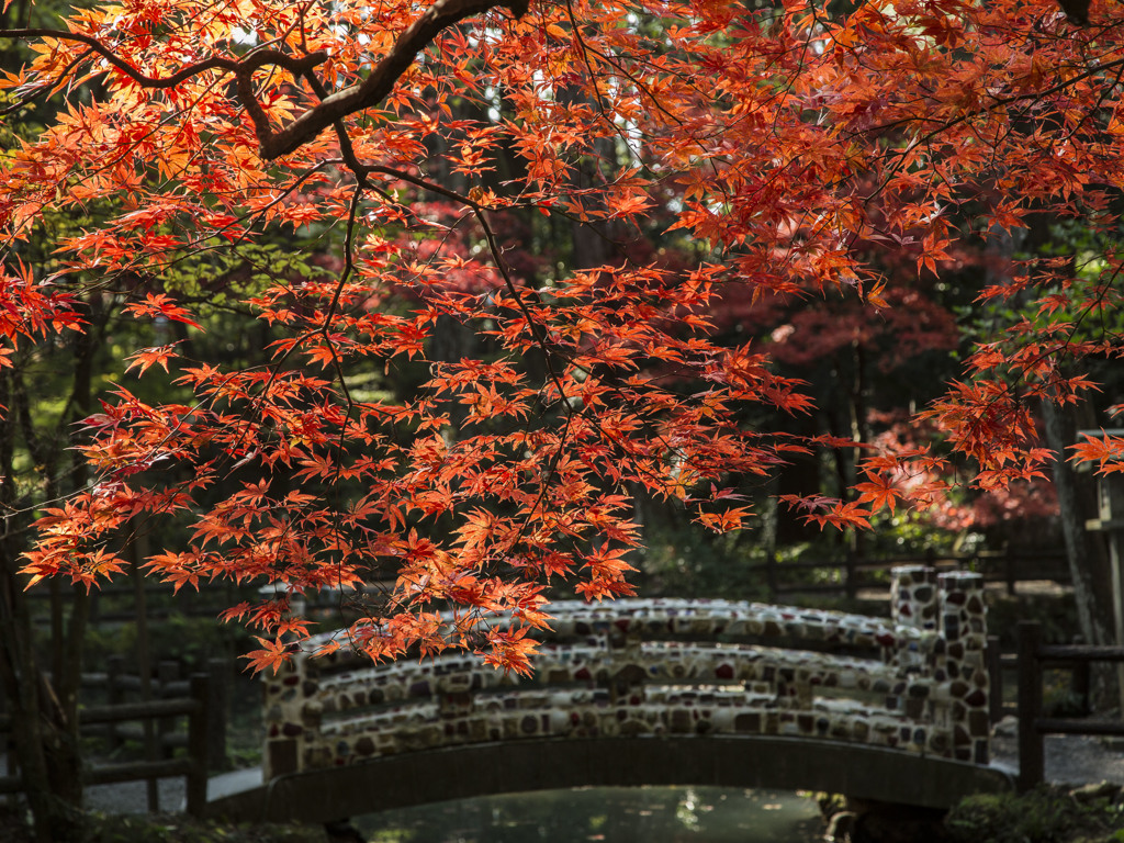 紅葉