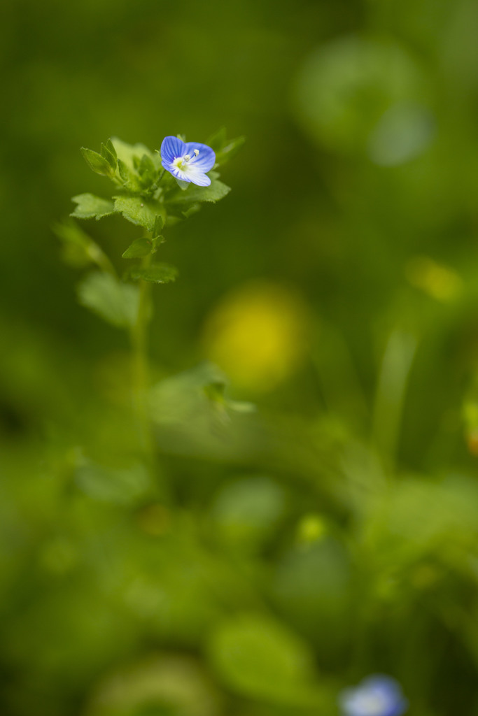 一輪の花