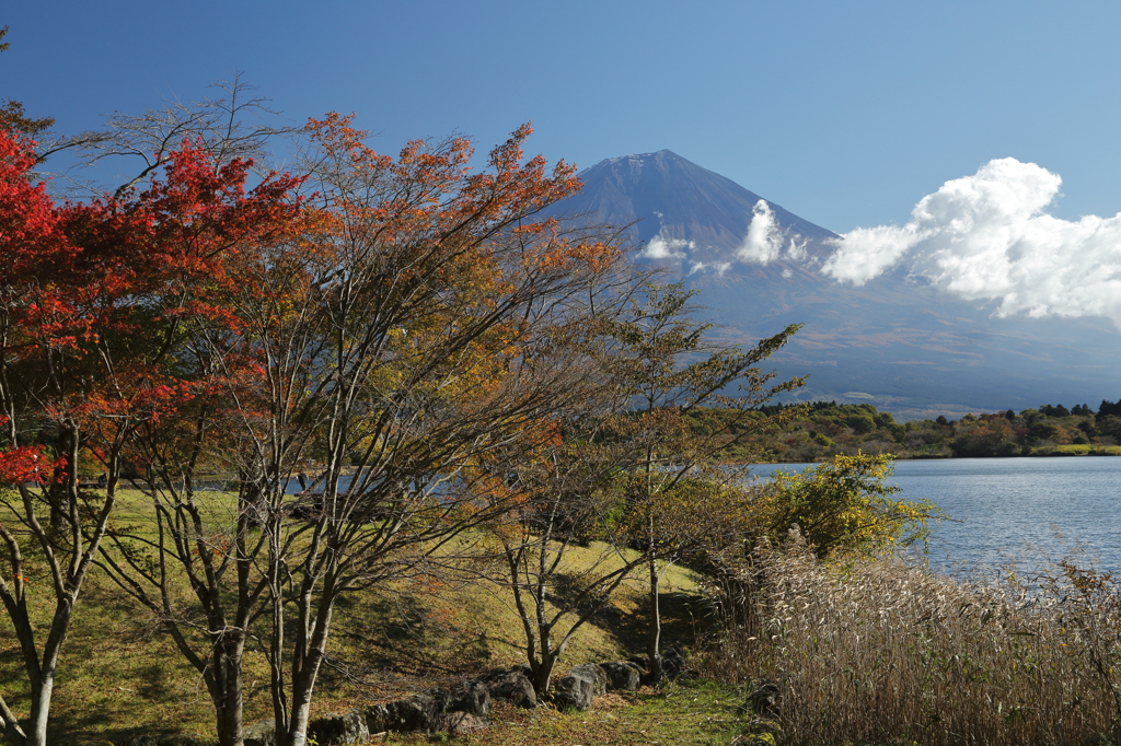 田貫湖紅葉