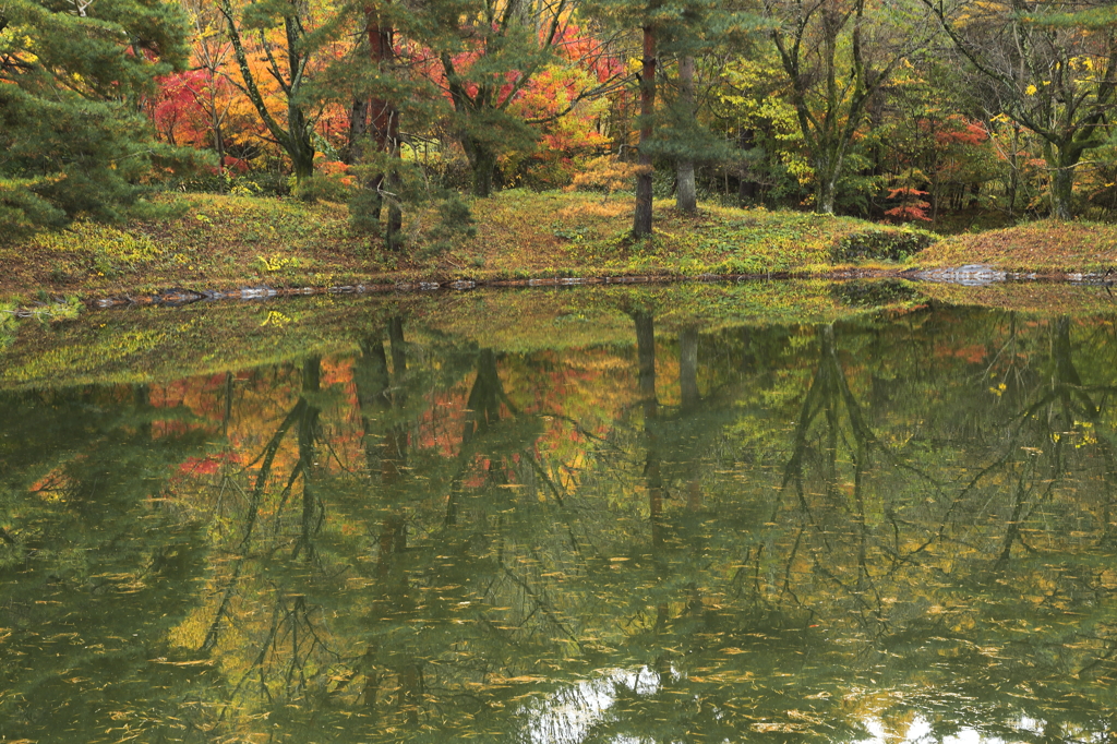 水中の紅葉